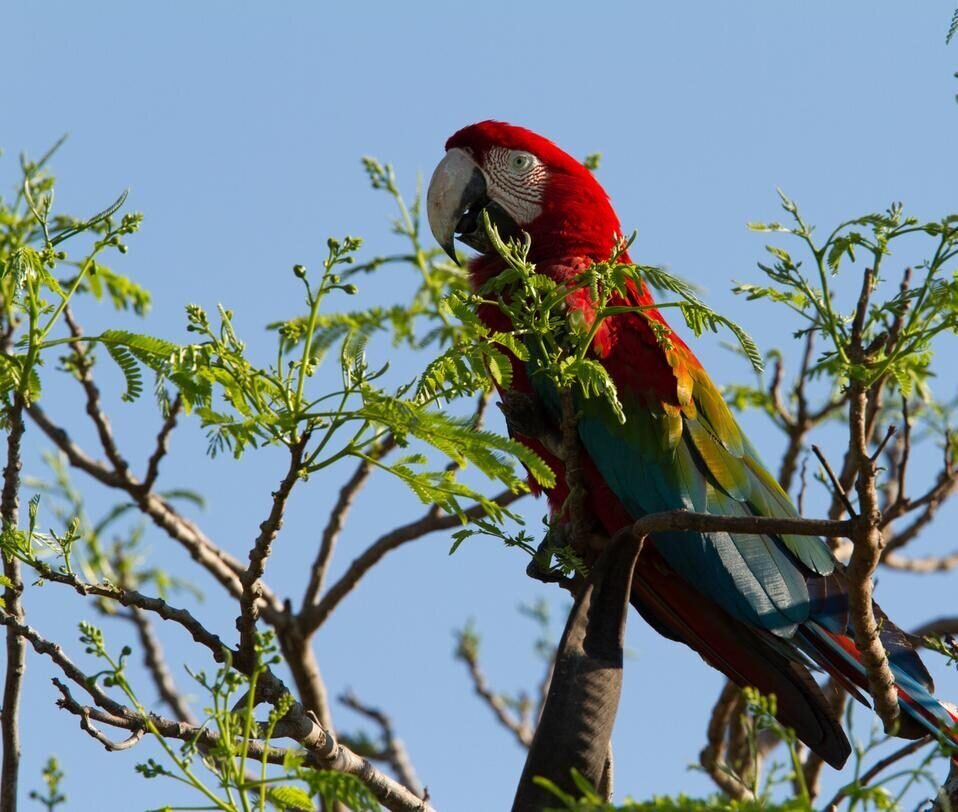 Pantanal — foto 12