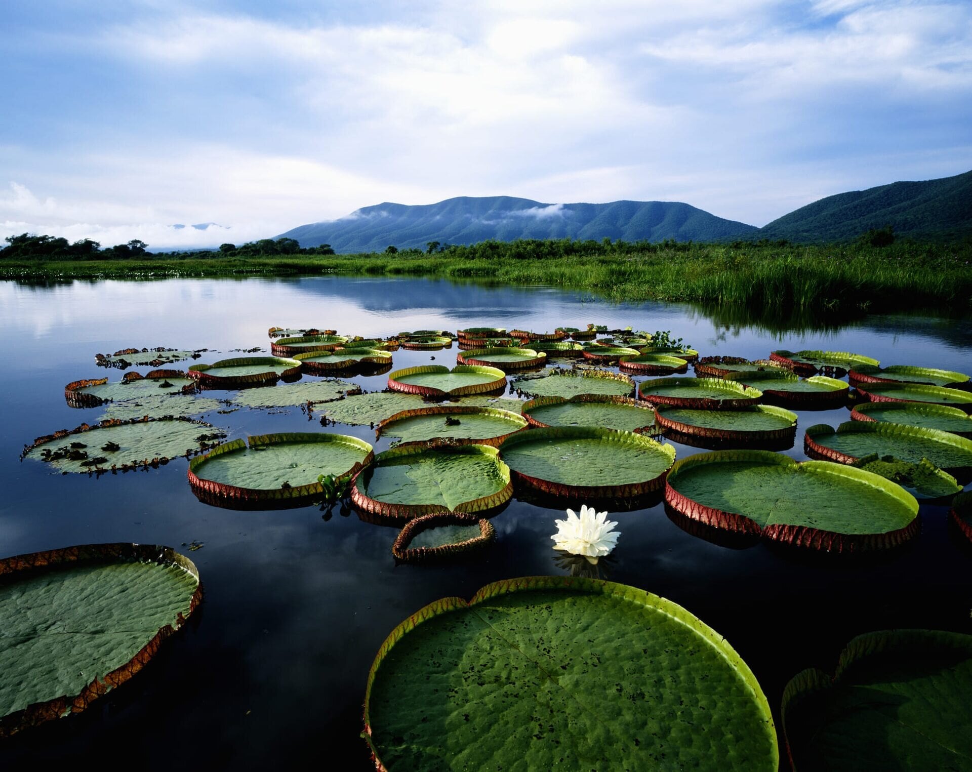 Pantanal — curiosidade 1