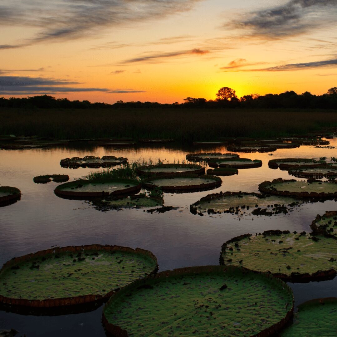 Pantanal — curiosidade 8