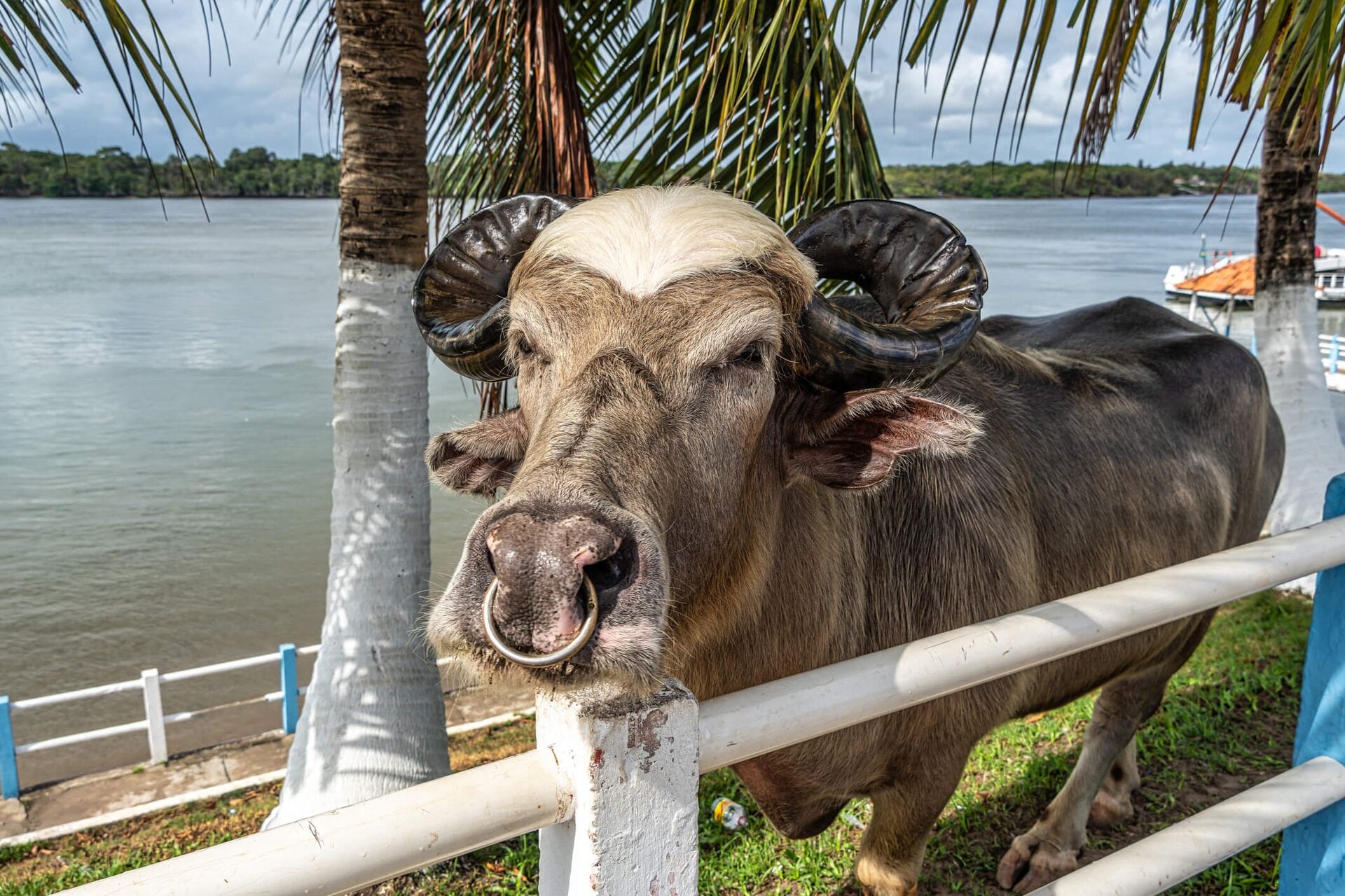 Ilha de Marajó — foto 4