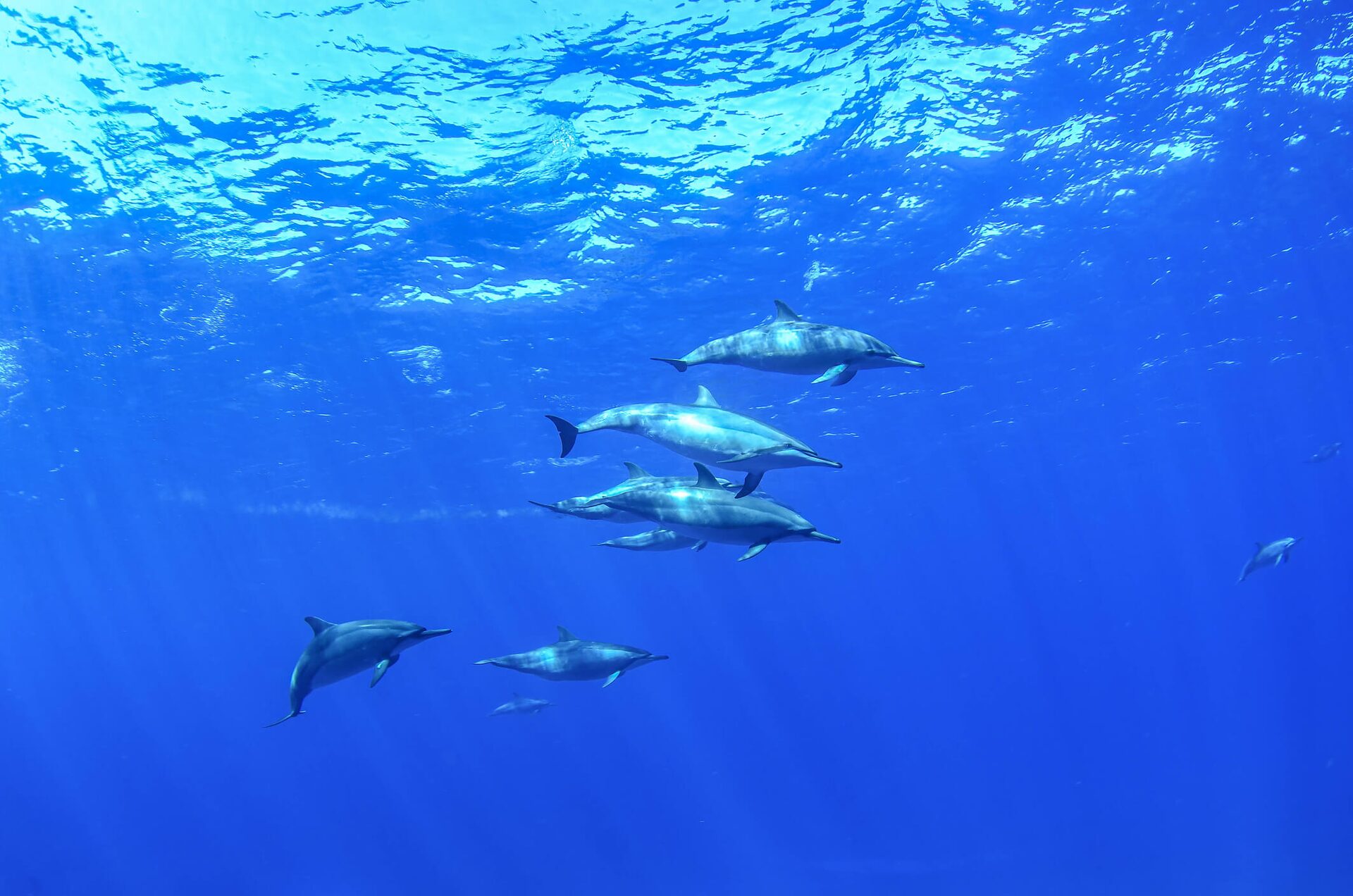 Fernando de Noronha - Faça um batismo com cilindro em um dos melhorespontos de mergulho no mundo — Vida marinha em Noronha